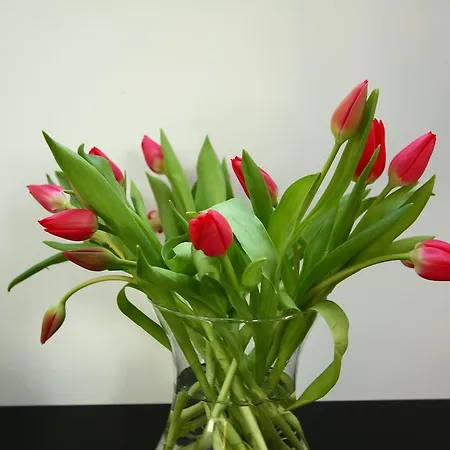 Rosustijn * Lisse