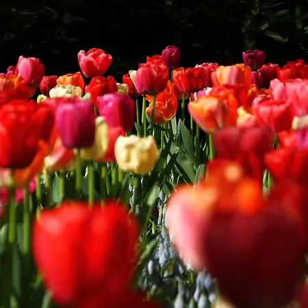 Rosustijn Bed & Breakfast Lisse